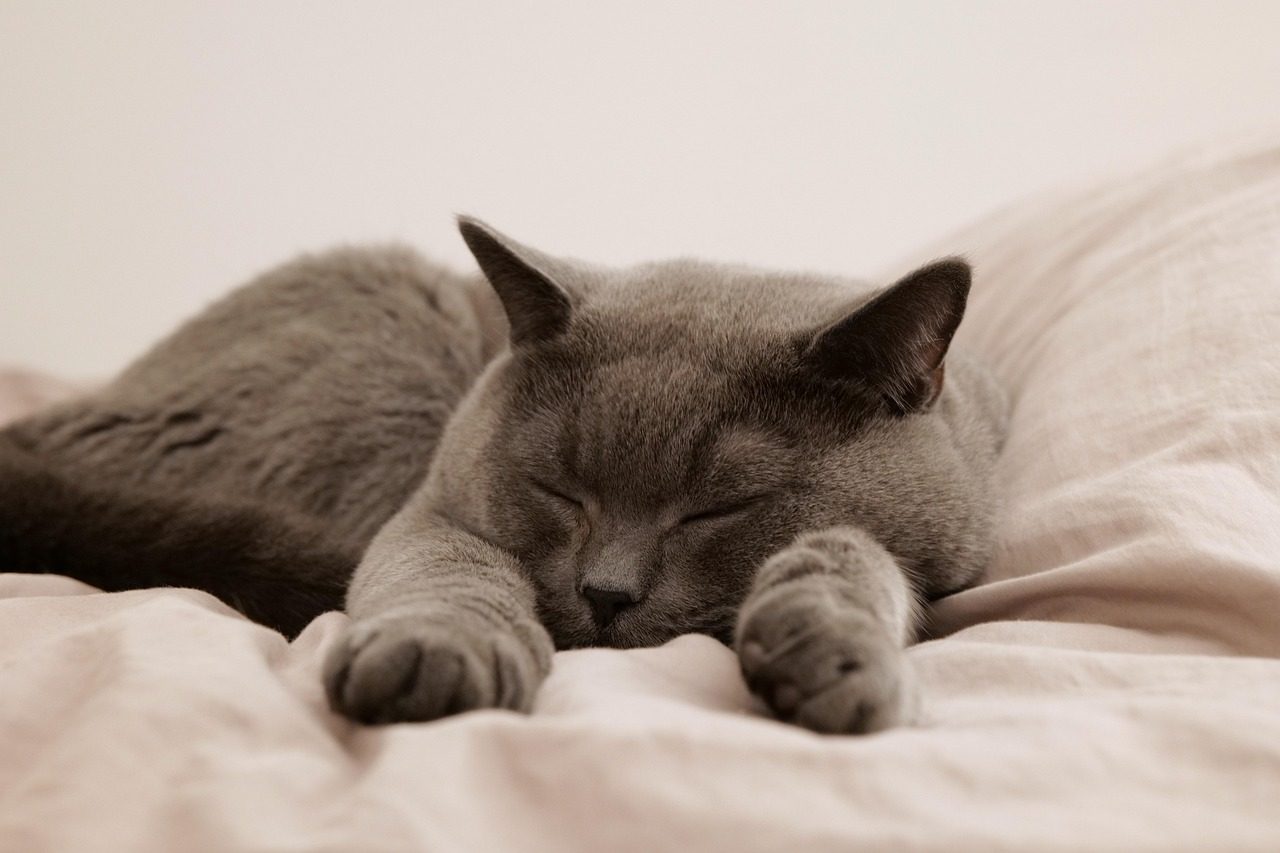 cat, pet, animal, domestic, feline, mammal, sleep, bed, british cat, british shorthair, gray cat, nature, sleeping cat, cat in bed